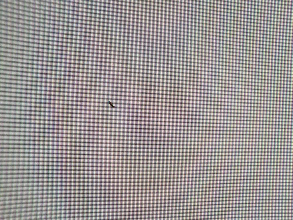 Gewitterwürmchen / Gewittertierchen / Fransenflügler / Insekt im Monitor